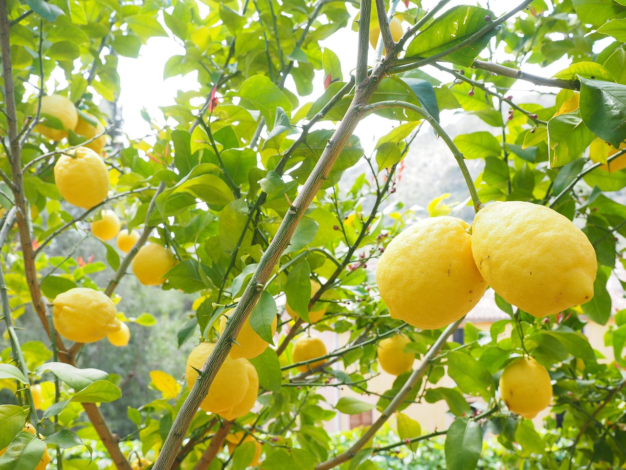 Scopri il concime ideale per il tuo albero di limone: guida all'uso per fioriture rigogliose